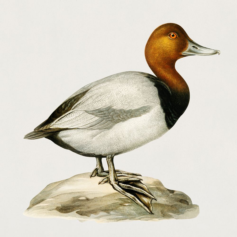 Common Pochard male ♂ (Nyroca ferina) illustrated by the von Wright brothers. Digitally enhanced from our own 1929 folio…