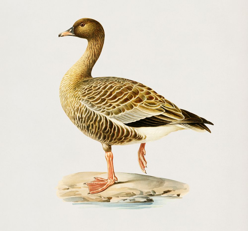 Pink-footed Goose (Anser brachyrhynchus) illustrated by the von Wright brothers. Digitally enhanced from our own 1929 folio…