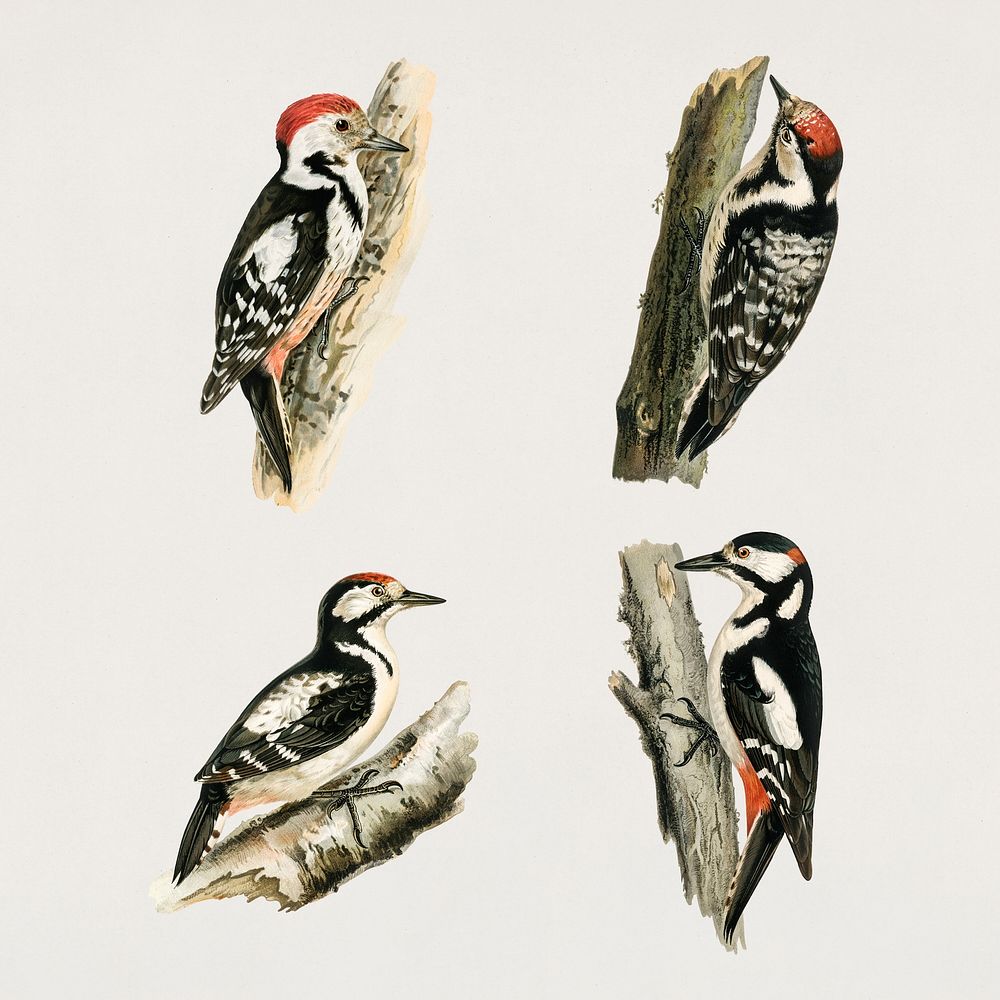 Vintage mixed woodpecker hand drawn bird collection