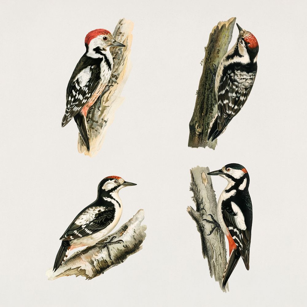 Vintage woodpecker bird psd hand drawn set