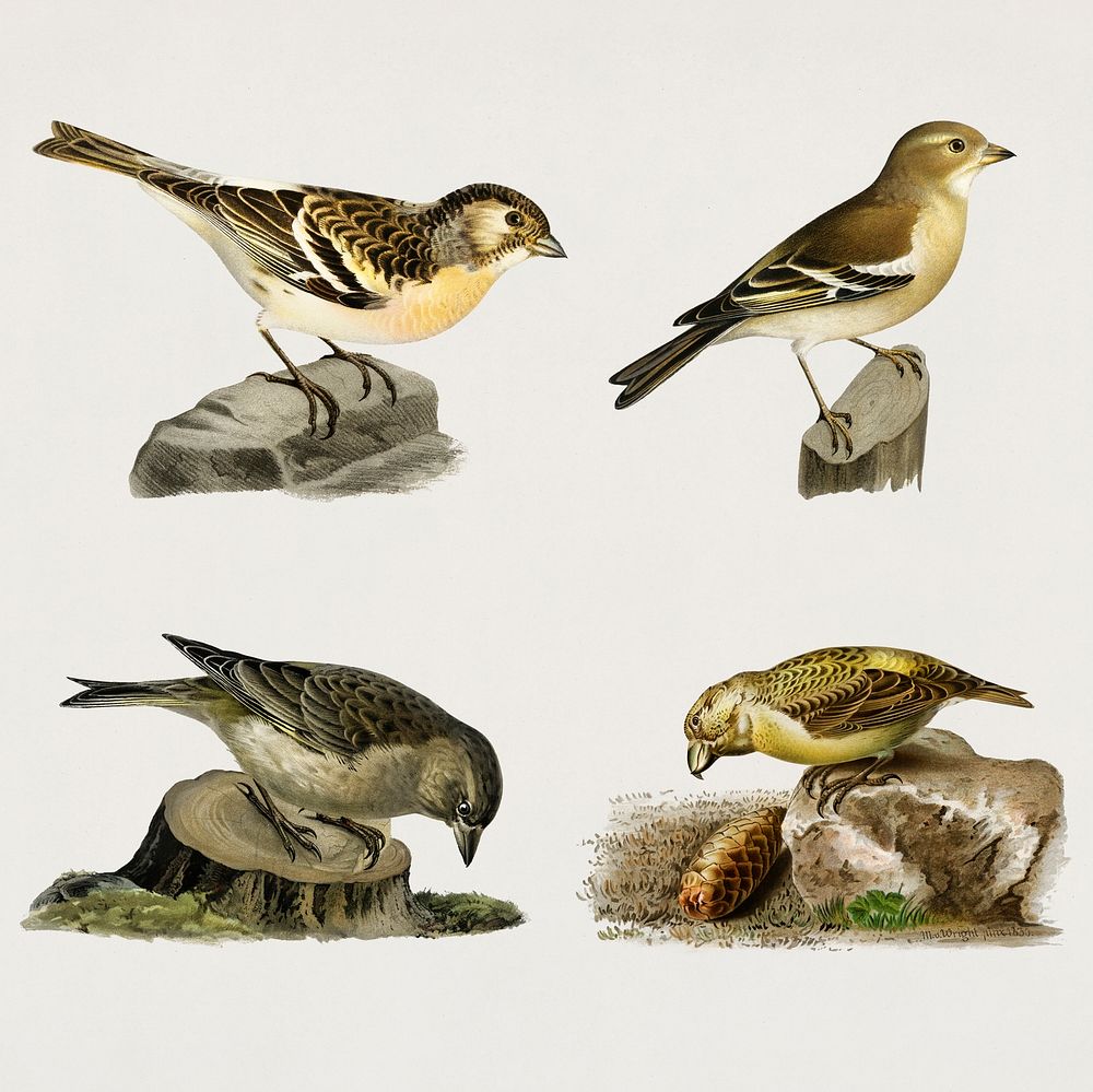 Vintage sparrows bird psd hand drawn collection