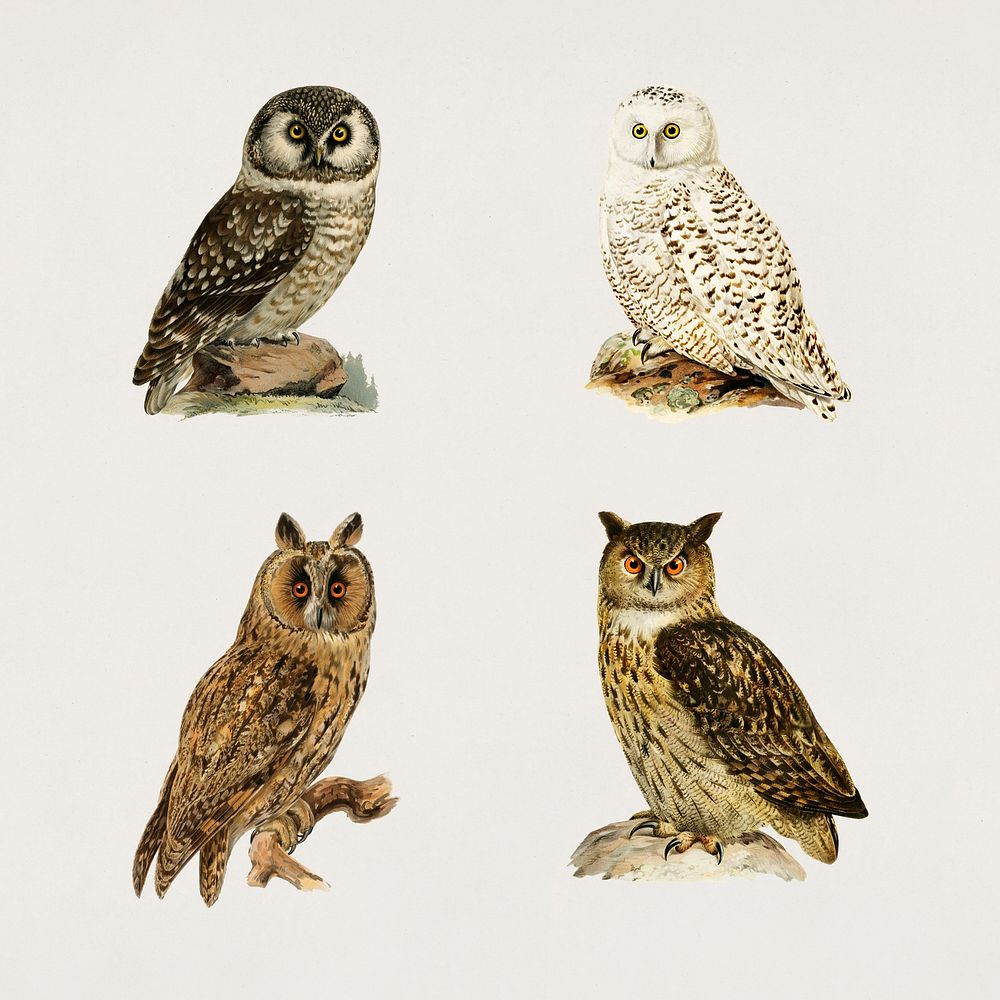 Vintage birds and owls psd hand drawn collection