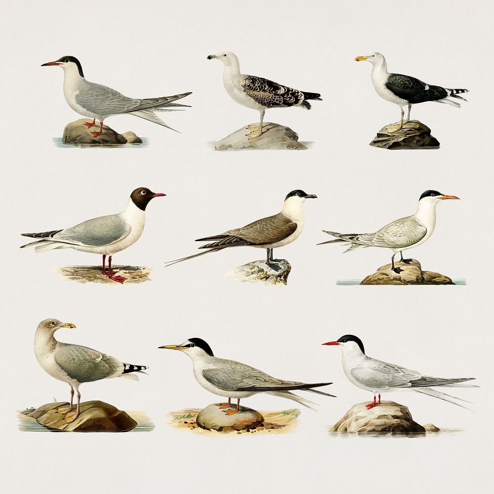 Vintage seagulls psd hand drawn collection