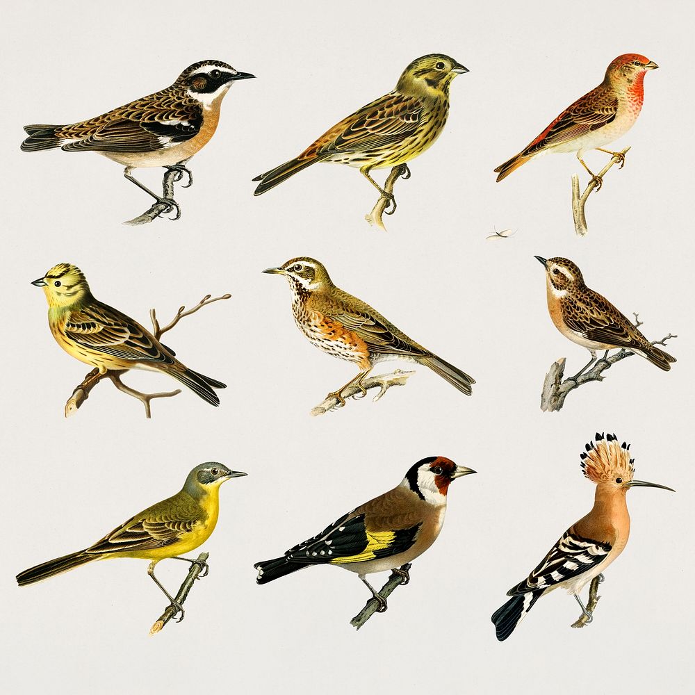 Vintage mixed hand drawn bird collection