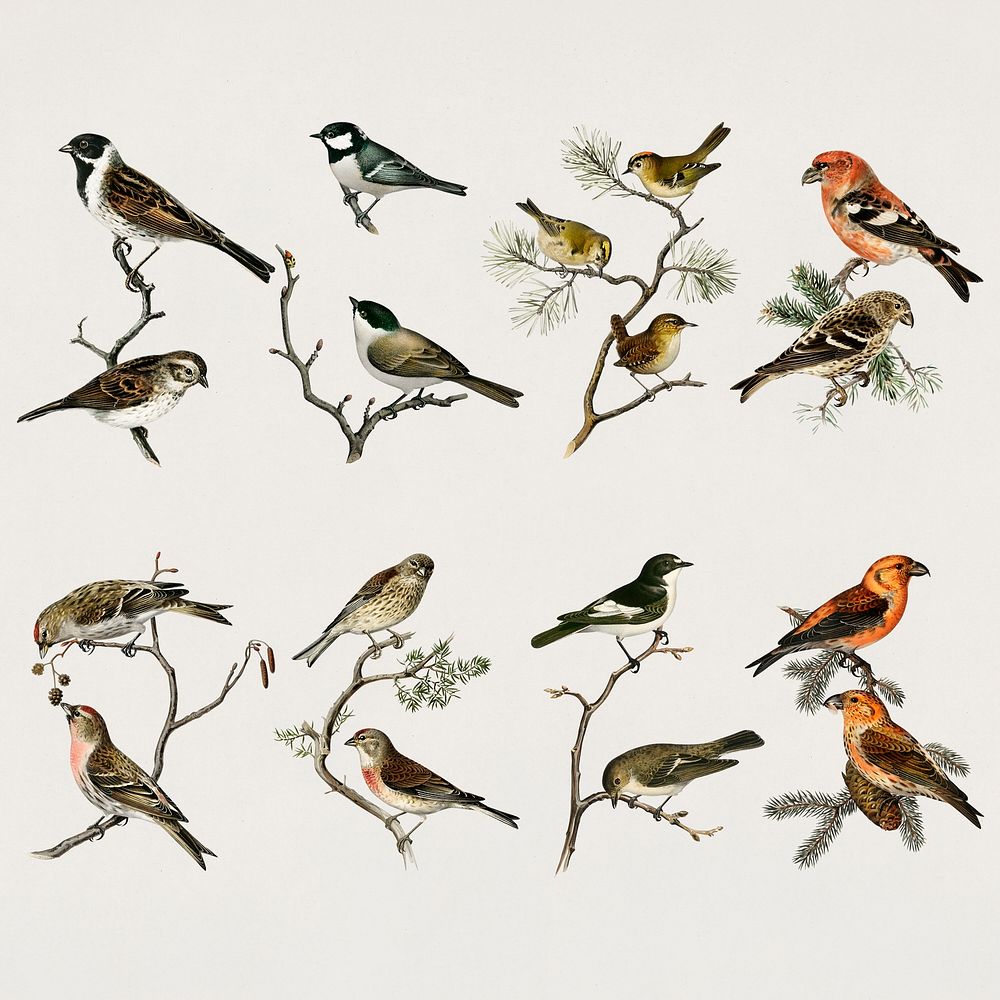 Vintage small birds hand drawn bird collection