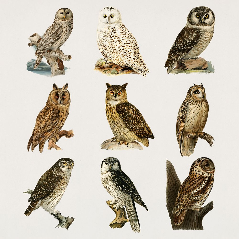 Vintage birds and owls psd hand drawn set