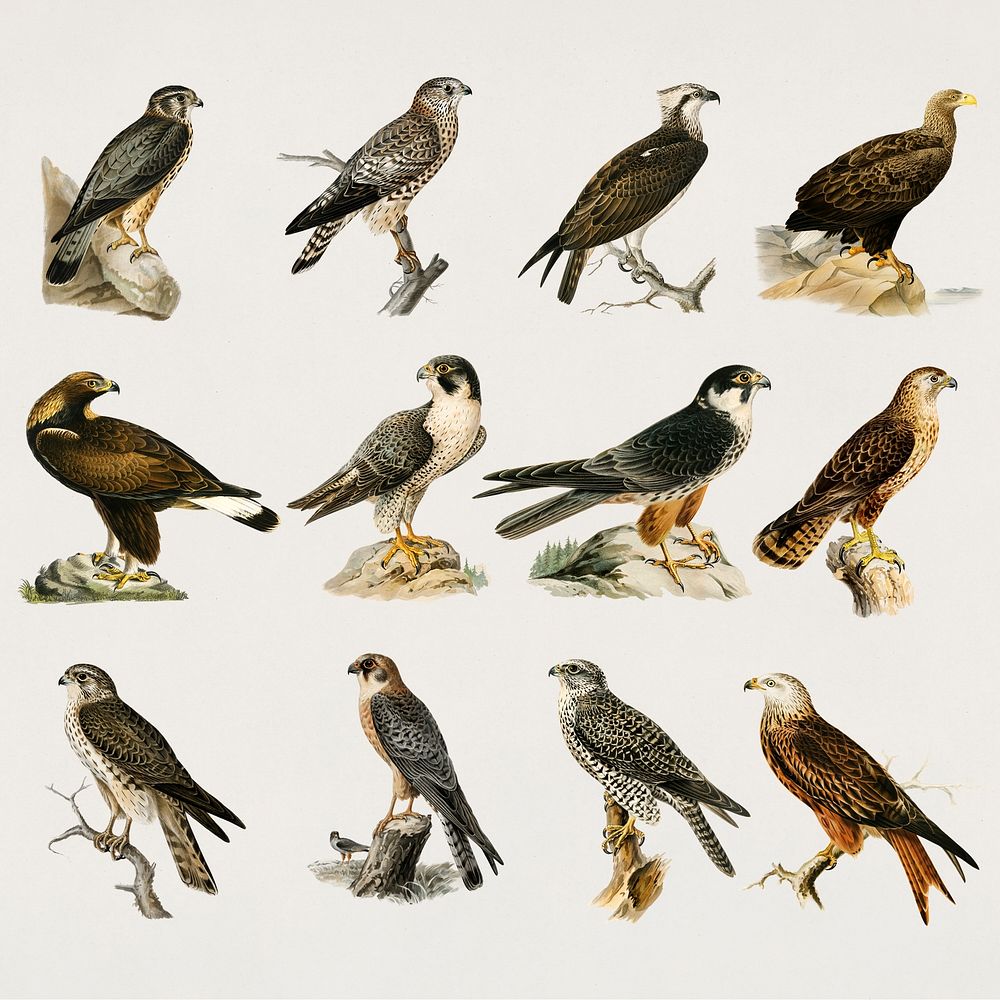 Vintage birds of prey psd hand drawn collection
