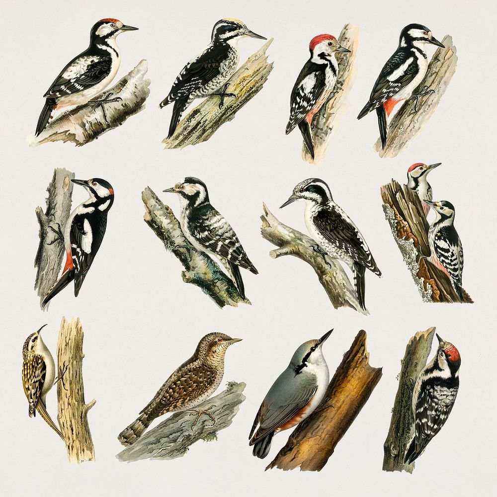 Vintage birds and woodpeckers psd hand drawn collection