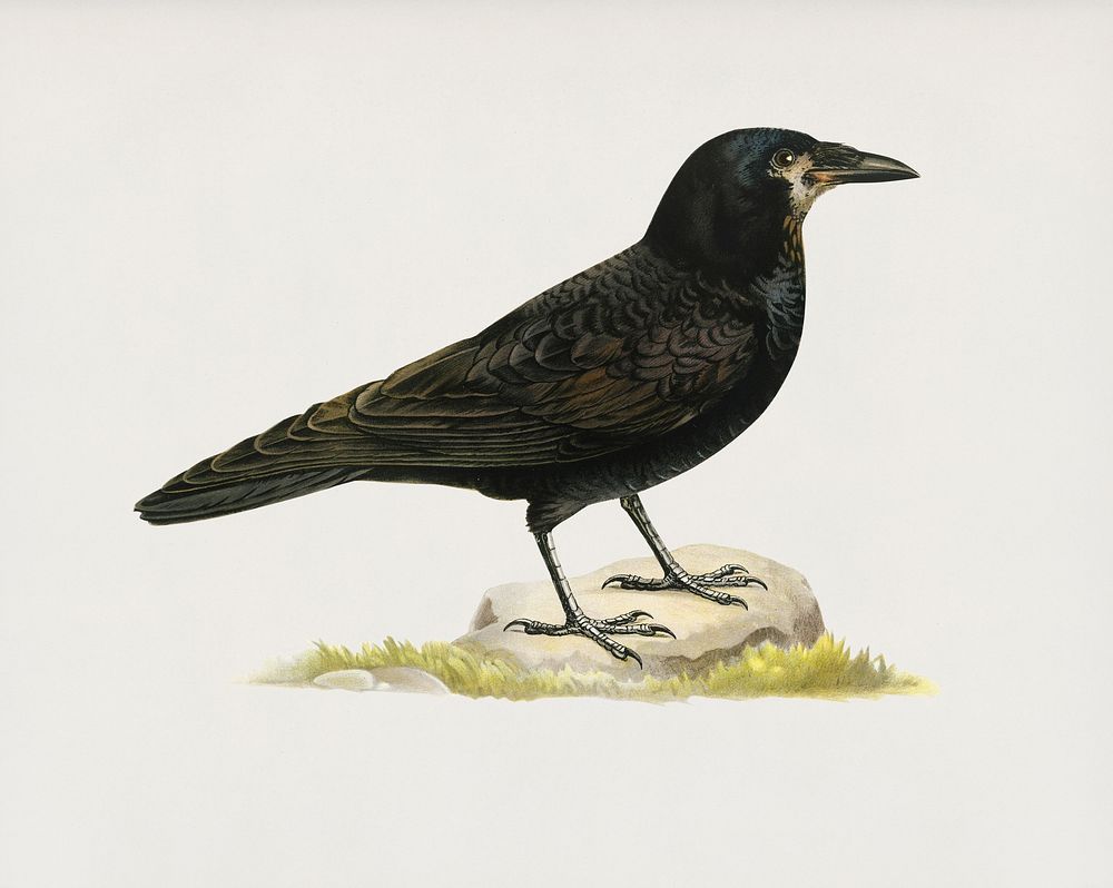 Rook (Corvus Frugilegus) illustrated by the von Wright brothers. Digitally enhanced from our own 1929 folio version of…