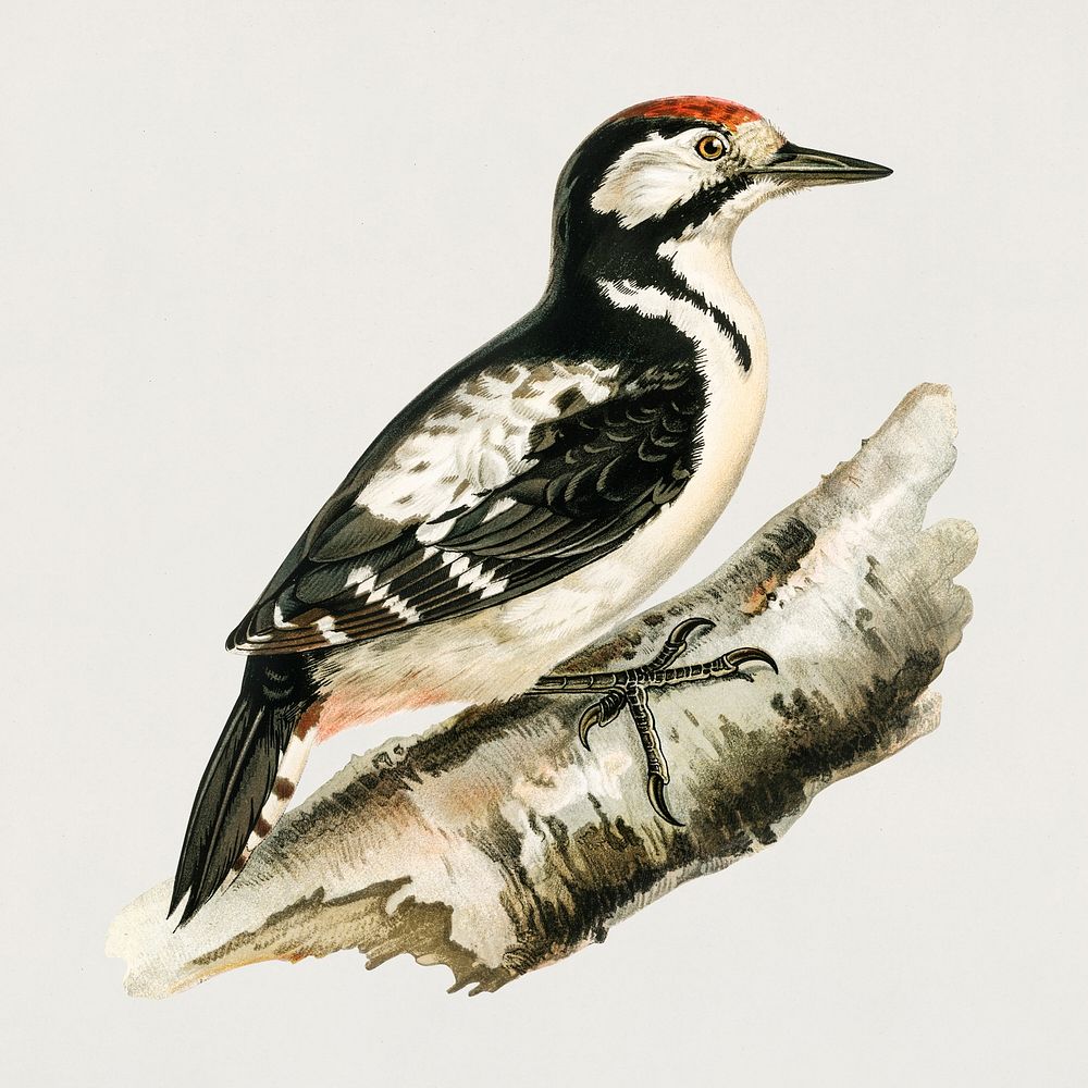 Great spotted woodpecker (Dendrocopos major) illustrated by the von Wright brothers. Digitally enhanced from our own 1929…
