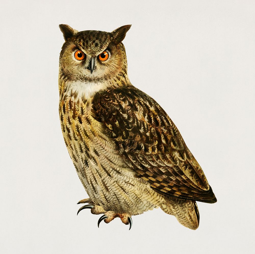 Vintage eurasian eagle owl bird hand drawing