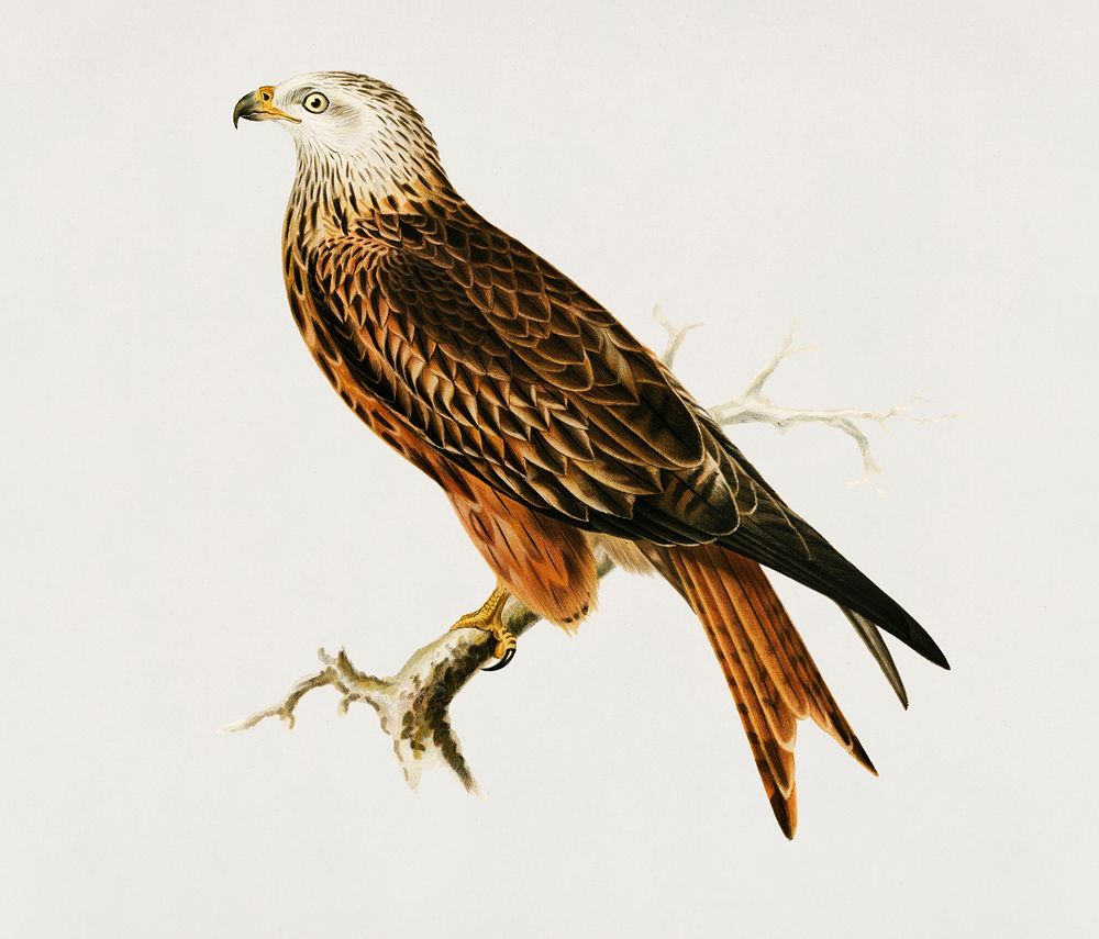 Red Kite (Milvus milvus) illustrated by the von Wright brothers. Digitally enhanced from our own 1929 folio version of…