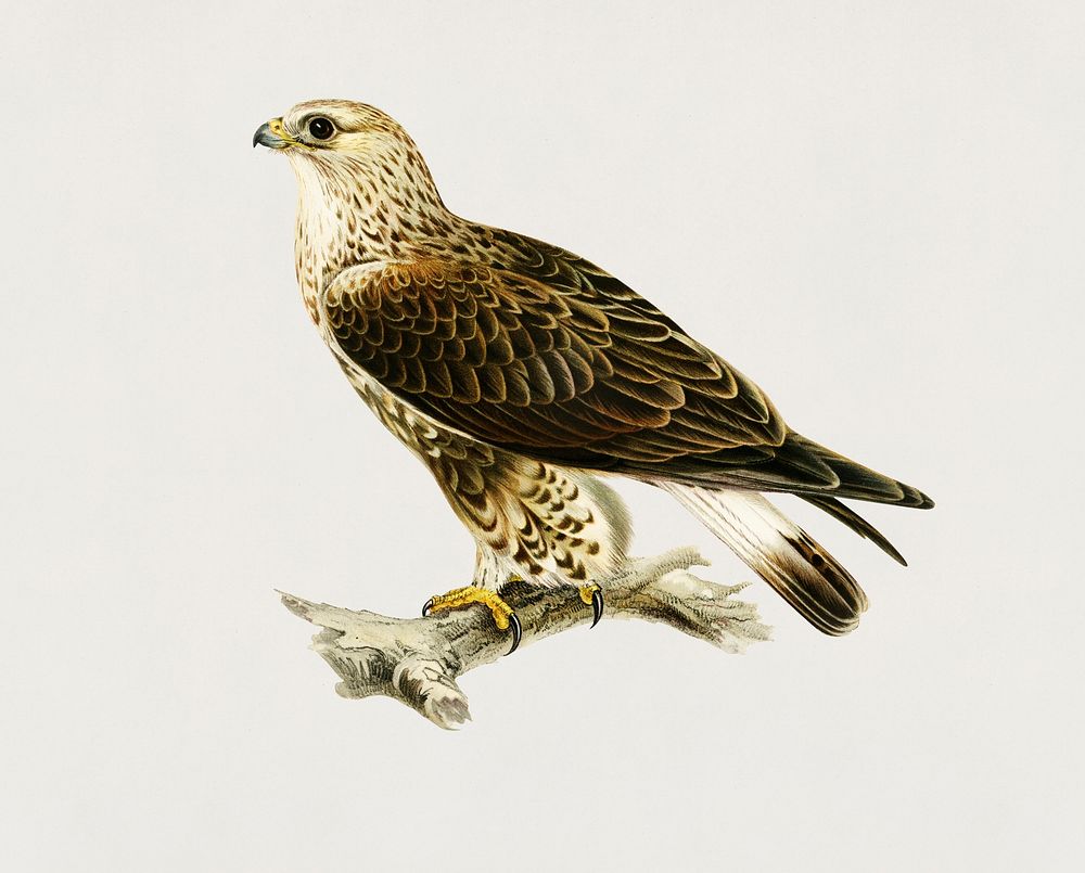 Rough-legged Hawk (TRIORCHIS LAGOPUS) illustrated by the von Wright brothers. Digitally enhanced from our own 1929 folio…