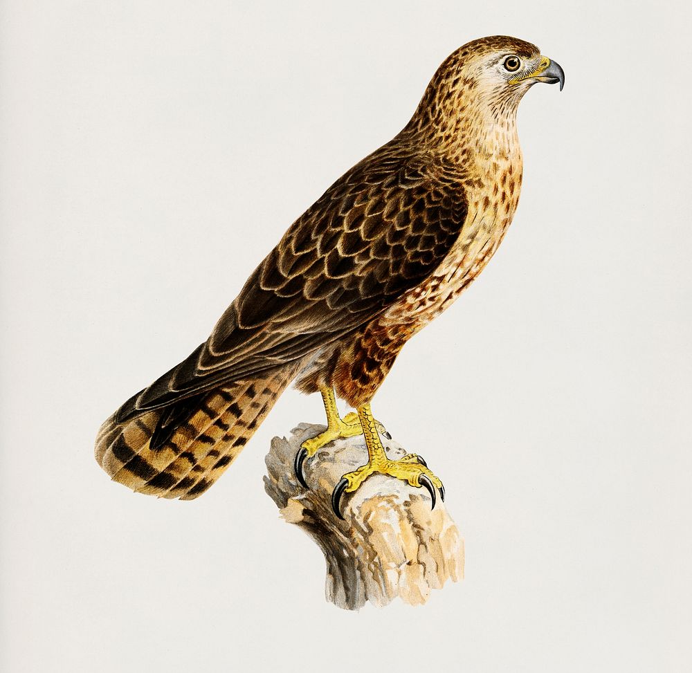 Common Buzzard (Buteo buteo intermedius) illustrated by the von Wright brothers. Digitally enhanced from our own 1929 folio…