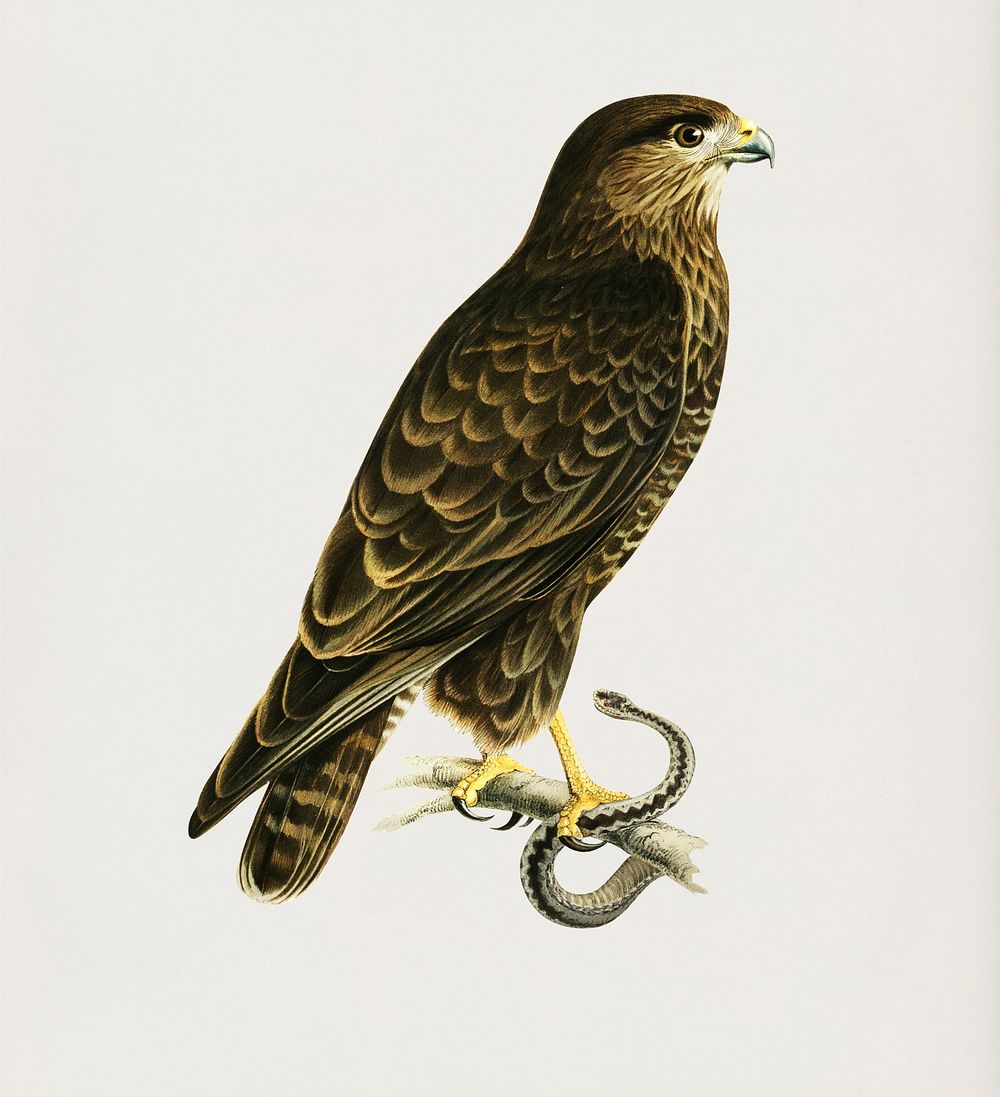 Common Buzzard (BUTEO BUTEO) illustrated by the von Wright brothers. Digitally enhanced from our own 1929 folio version of…