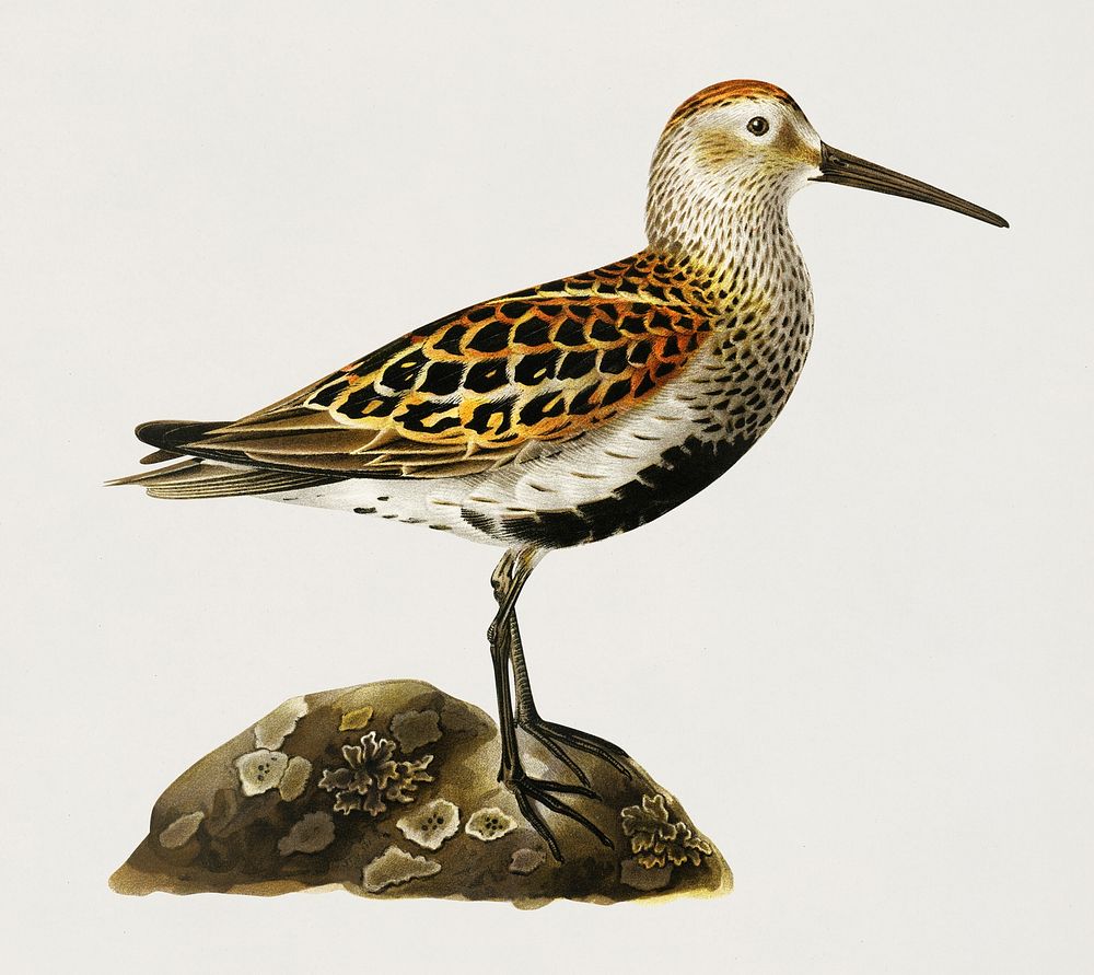 Dunlin (Tringa alpina) illustrated by the von Wright brothers. Digitally enhanced from our own 1929 folio version of Svenska…