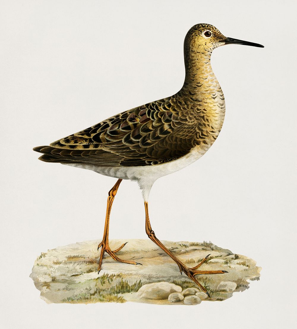 Ruff (Philomachus pugnax), female, illustrated by the von Wright brothers. Digitally enhanced from our own 1929 folio…