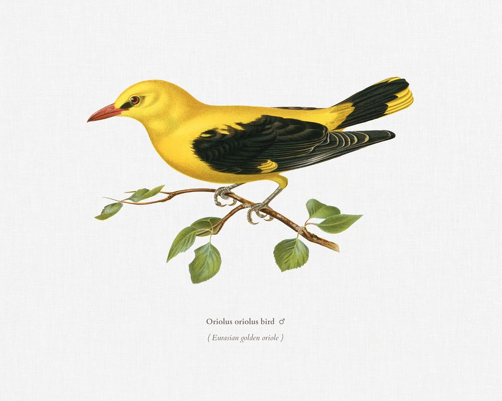 Eurasian golden oriole male (Oriolus oriolus bird) illustrated by the von Wright brothers. Digitally enhanced from our own…