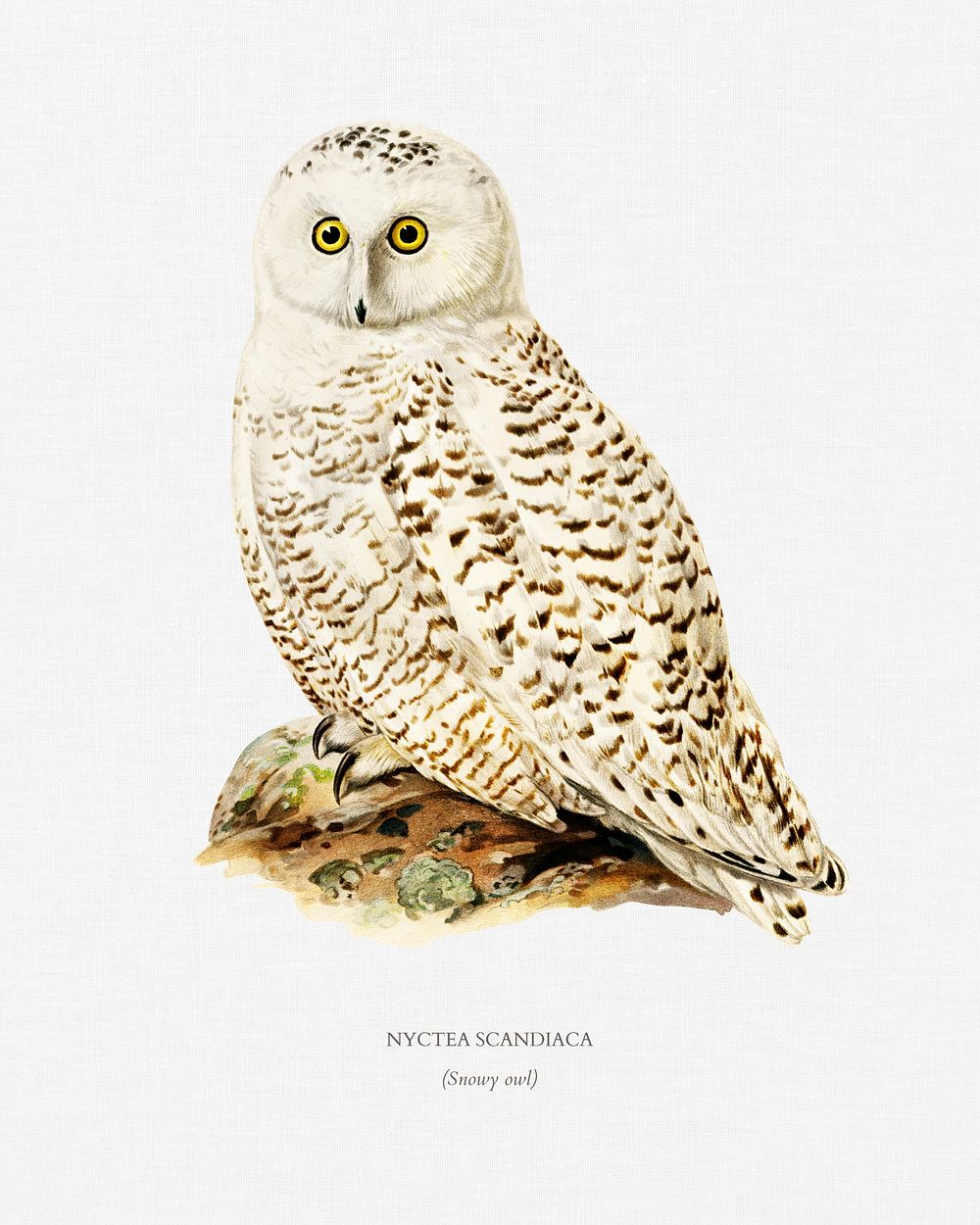Snowy owl (Nyctea Scandiaca) illustrated by the von Wright brothers. Digitally enhanced from our own 1929 folio version of…