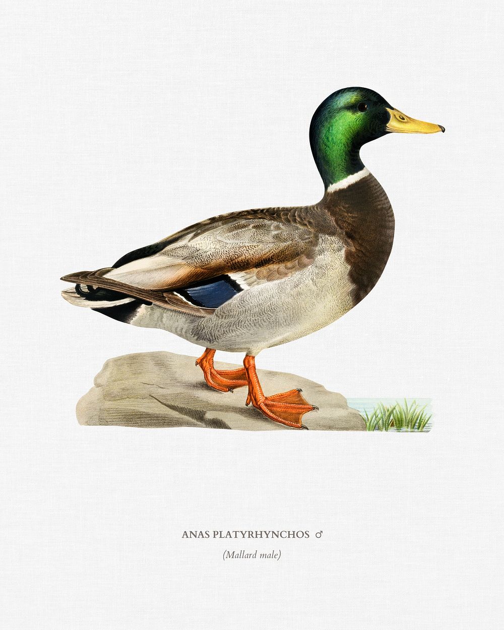 Mallard male (Anas platyrhynchos) illustrated by the von Wright brothers. Digitally enhanced from our own 1929 folio version…