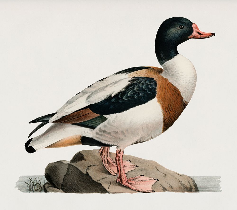 Shelduck (TADORNA TADORNA) illustrated by the von Wright brothers. Digitally enhanced from our own 1929 folio version of…