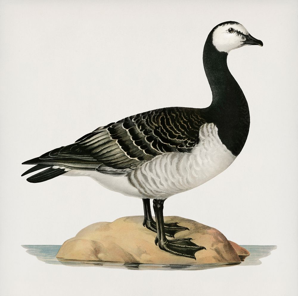 Barnacle Goose (BRANTA LEUCOPSIS) illustrated by the von Wright brothers. Digitally enhanced from our own 1929 folio version…