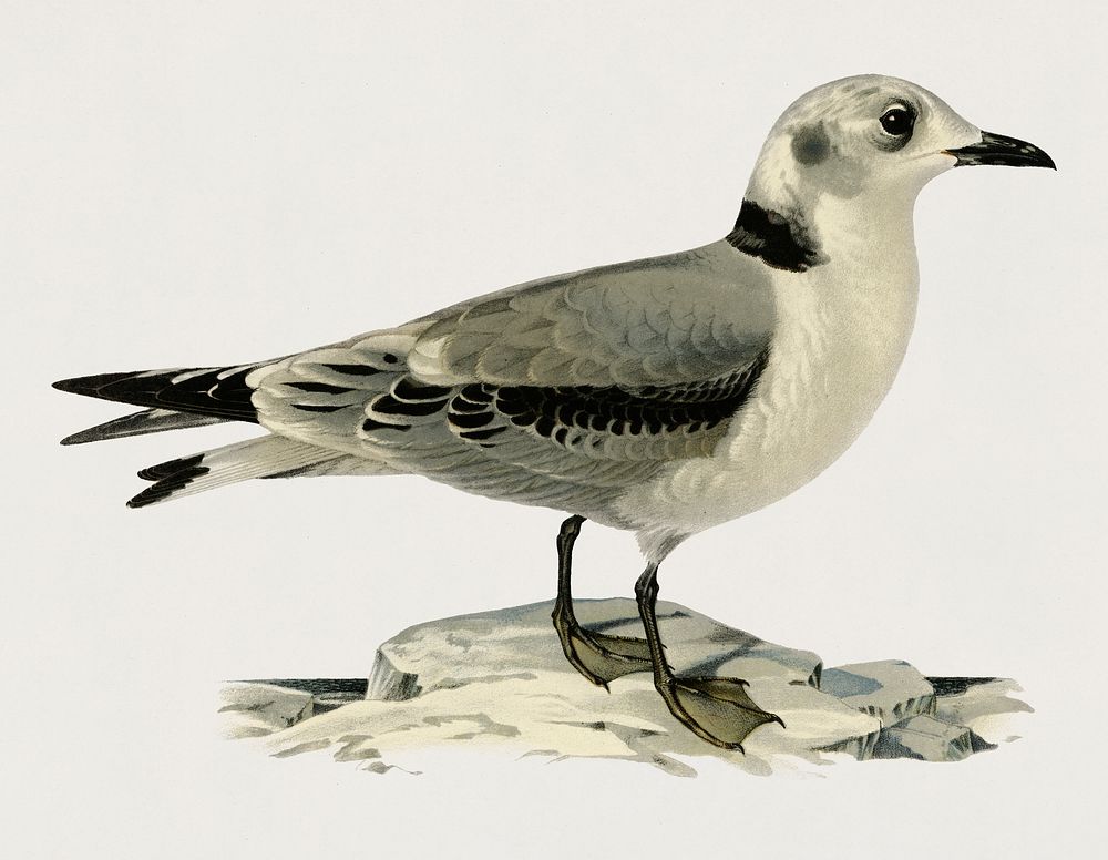 Black-legged kittiwake (Rissa Tridactyla) illustrated by the von Wright brothers. Digitally enhanced from our own 1929 folio…