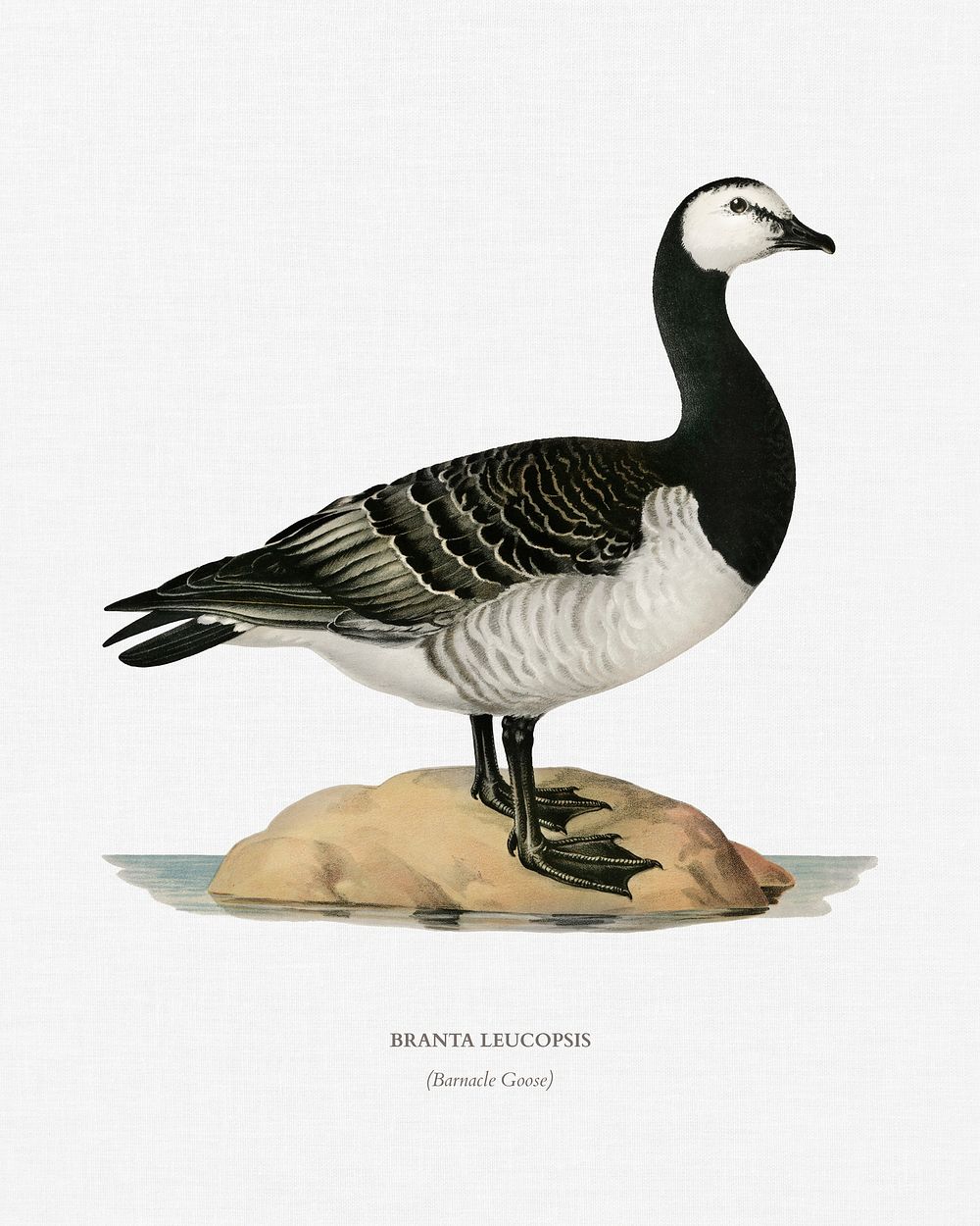 Barnacle Goose (BRANTA LEUCOPSIS) illustrated by the von Wright brothers. Digitally enhanced from our own 1929 folio version…