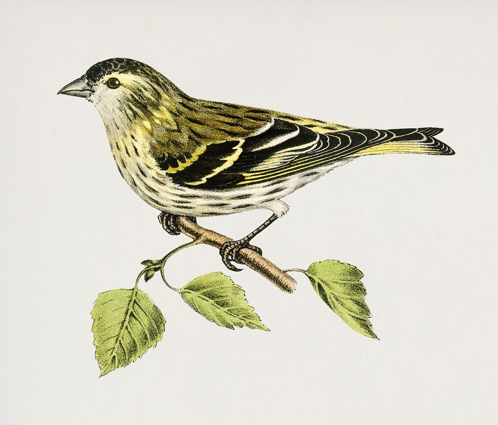 Siskin 2♀ (Spinus spinus) illustrated by the von Wright brothers. Digitally enhanced from our own 1929 folio version of…