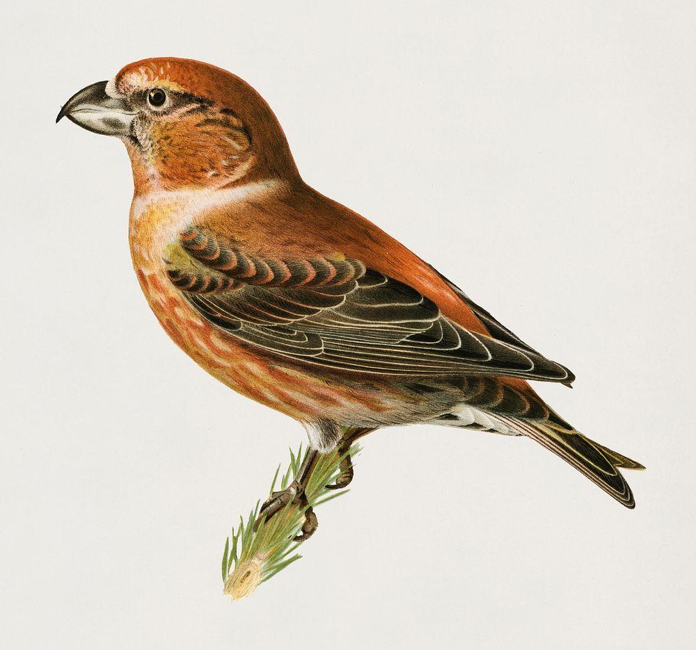 Parrot Crossbill ♂ (Loxia pytyopsittacus) illustrated by the von Wright brothers. Digitally enhanced from our own 1929 folio…