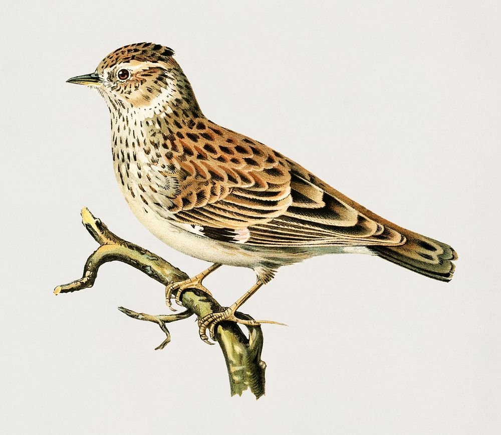 Woodlark (Lullula arborea) illustrated by the von Wright brothers. Digitally enhanced from our own 1929 folio version of…