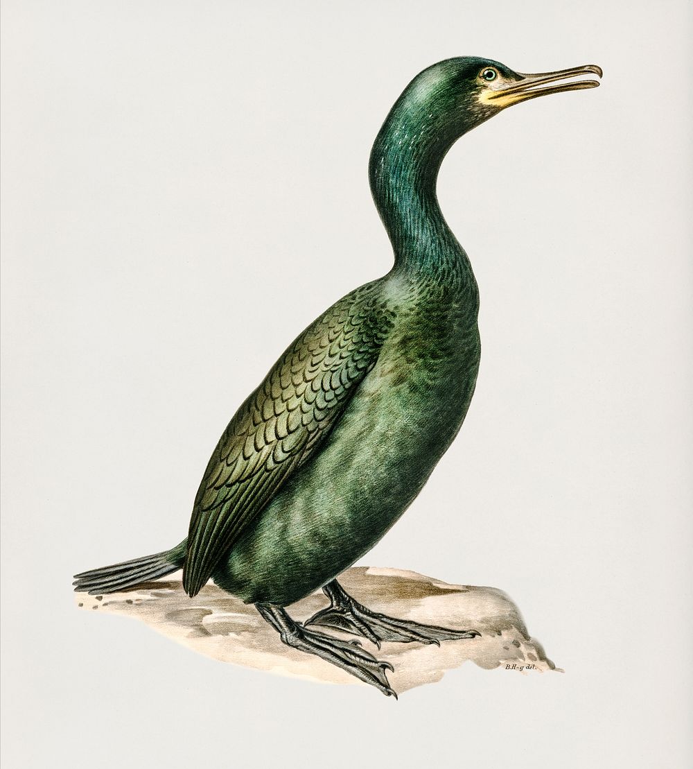 European shag (Phalacrocorax aristotelis) illustrated by the von Wright brothers. Digitally enhanced from our own 1929 folio…