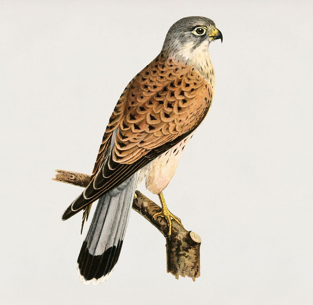Common Kestrel male (Falco tinnunculus) illustrated by the von Wright brothers. Digitally enhanced from our own 1929 folio…