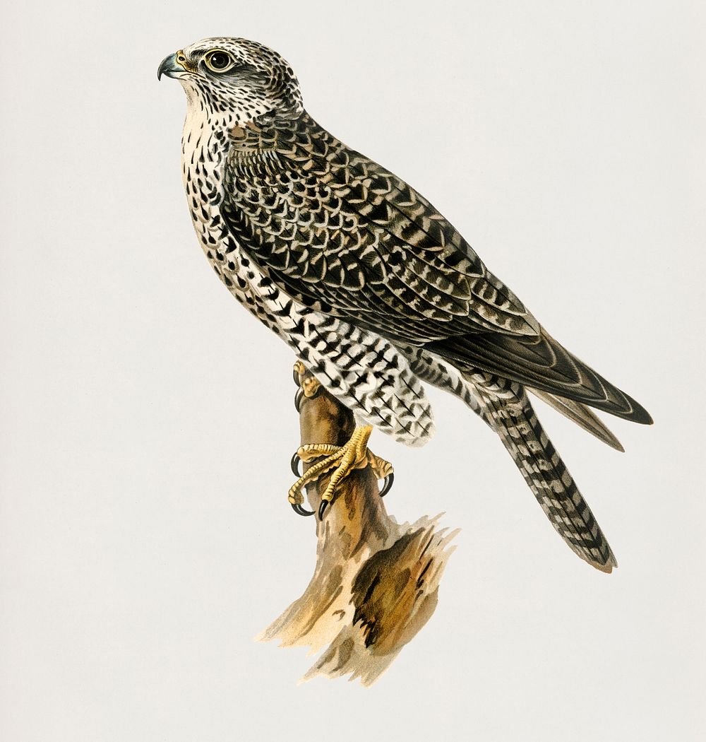 Gyrfalcon, Gyr Falcon male (Falco rusticolus) illustrated by the von Wright brothers. Digitally enhanced from our own 1929…