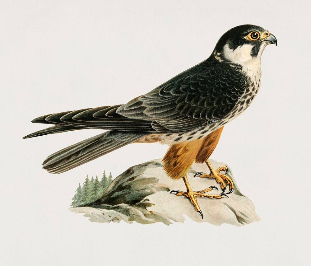 Eurasian Hobby (Falco subbuteo) illustrated by the von Wright brothers. Digitally enhanced from our own 1929 folio version…