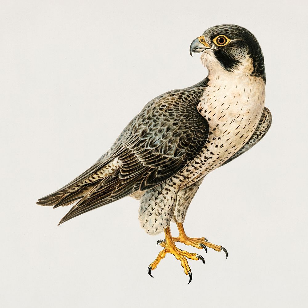 Vintage peregrine falcon bird hand drawing