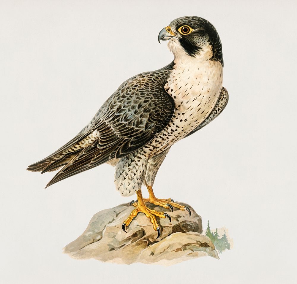Peregrine Falcon (Falco peregrinus) illustrated by the von Wright brothers. Digitally enhanced from our own 1929 folio…