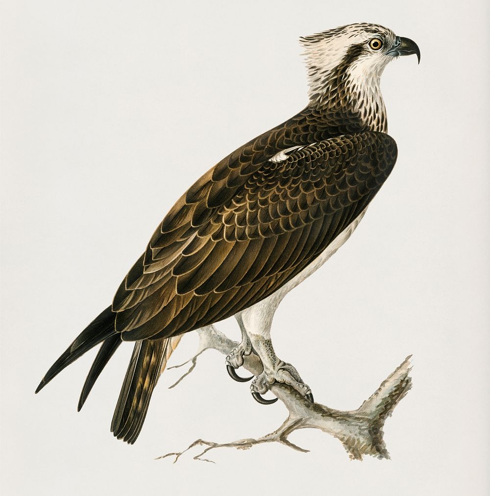 Osprey (Pandion haliaetus) illustrated by the von Wright brothers. Digitally enhanced from our own 1929 folio version of…