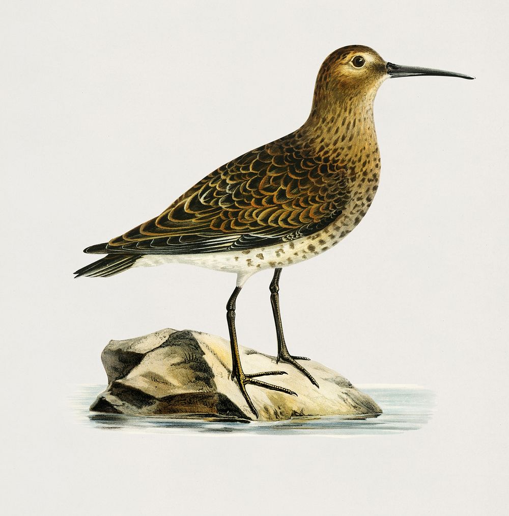 Dunlin (Tringa Alpina) illustrated by the von Wright brothers. Digitally enhanced from our own 1929 folio version of Svenska…