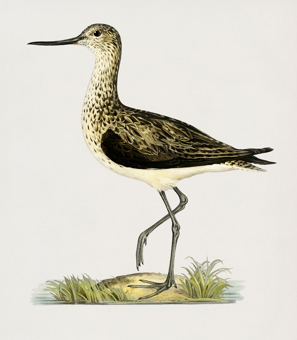 Greenshank (Totanus Littoreus) illustrated by the von Wright brothers. Digitally enhanced from our own 1929 folio version of…