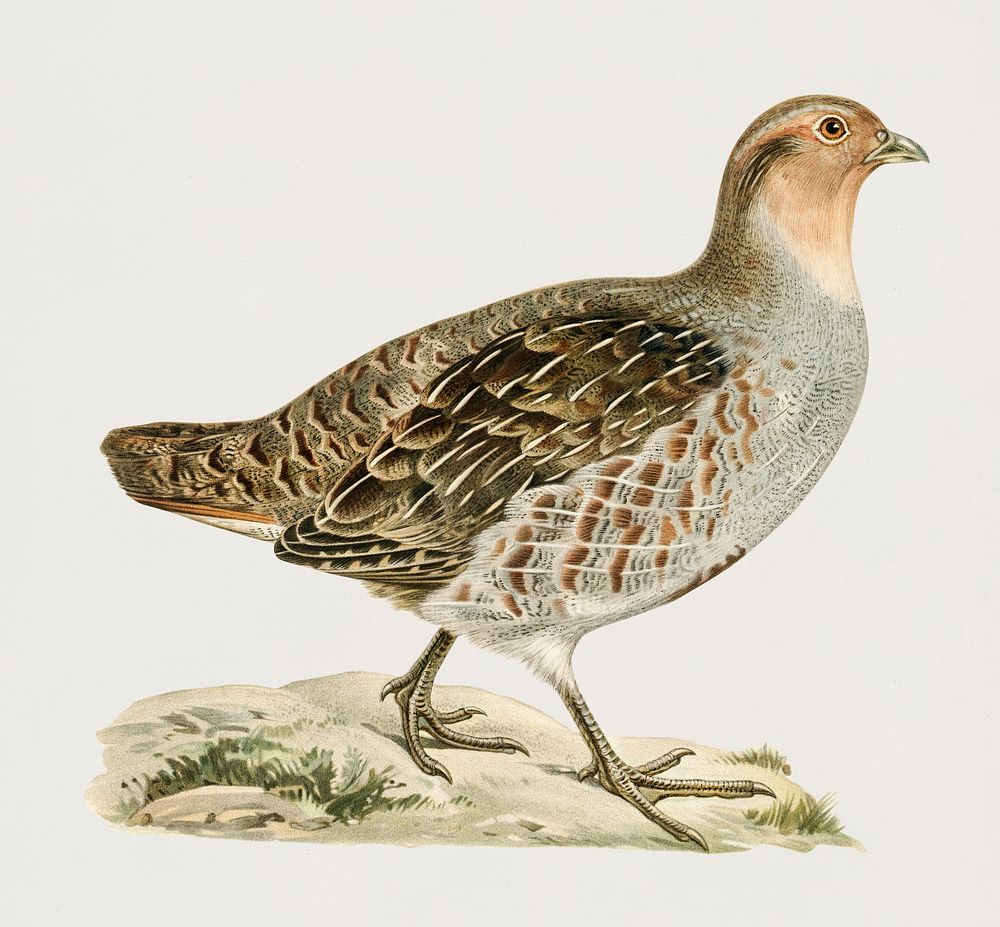 Grey partridge (Perdix perdix) illustrated by the von Wright brothers. Digitally enhanced from our own 1929 folio version of…