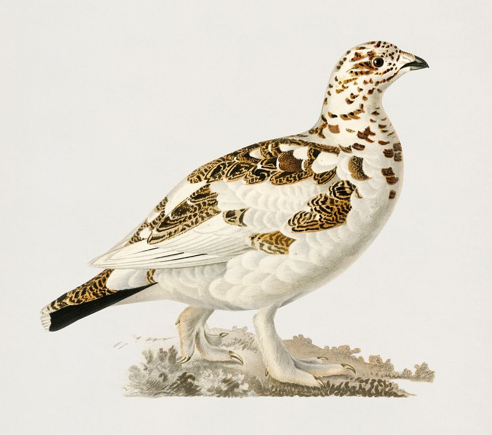Willow ptarmigan (Lagopus lagopus ) illustrated by the von Wright brothers. Digitally enhanced from our own 1929 folio…