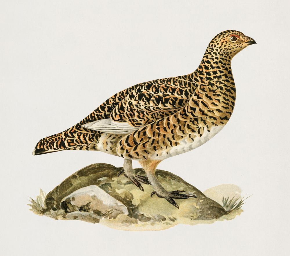 Willow ptarmigan female (Lagopus lagoups) illustrated by the von Wright brothers. Digitally enhanced from our own 1929 folio…
