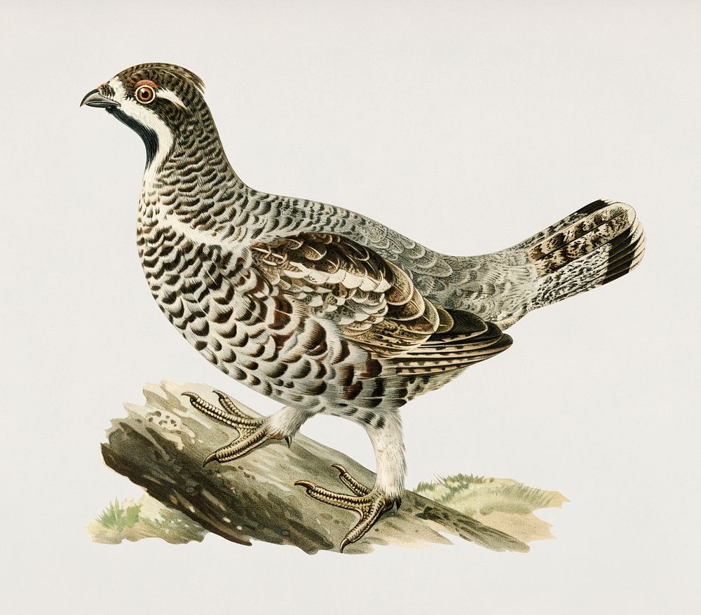 Hazel grouse (Tetrastes bonasia) illustrated by the von Wright brothers. Digitally enhanced from our own 1929 folio version…