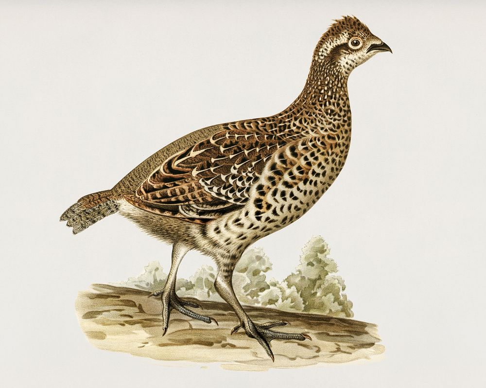 Hazel grouse (tetrastes bonasia) illustrated by the von Wright brothers. Digitally enhanced from our own 1929 folio version…