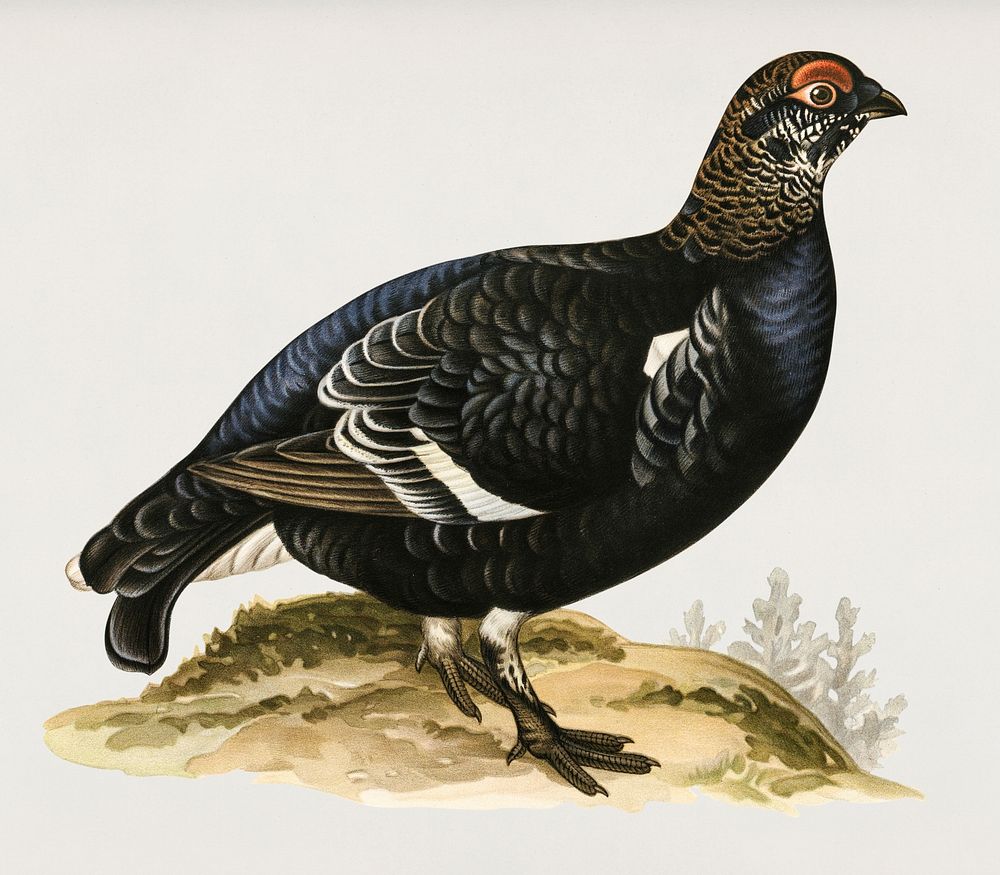 Black grouse (Lyrurus tetrix) illustrated by the von Wright brothers. Digitally enhanced from our own 1929 folio version of…