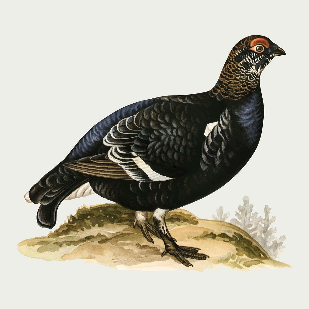 Black grouse bird vector vintage drawing