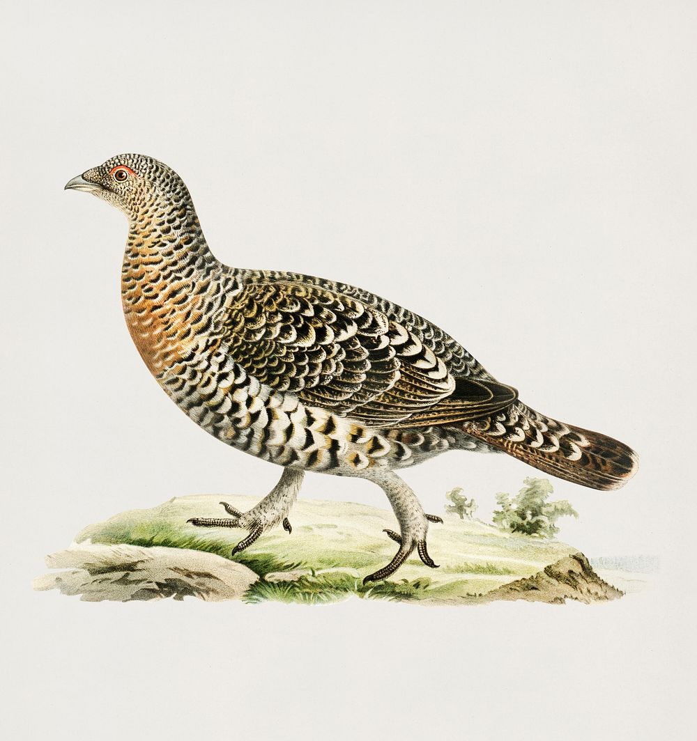 Western Capercaillie (Tetrao Urogallus) illustrated by the von Wright brothers. Digitally enhanced from our own 1929 folio…