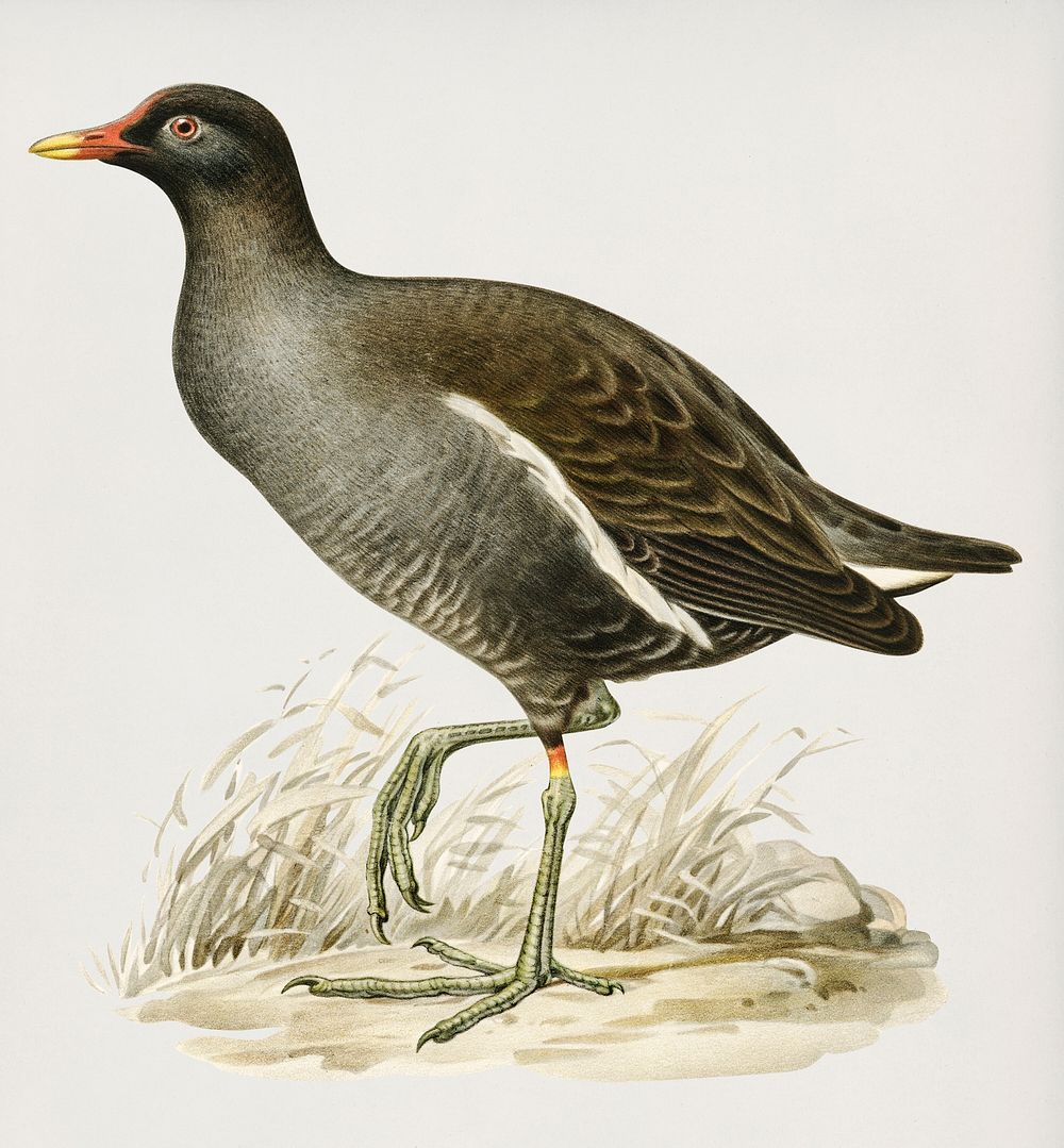 Common moorhen (Gallinula chloropus) illustrated by the von Wright brothers. Digitally enhanced from our own 1929 folio…