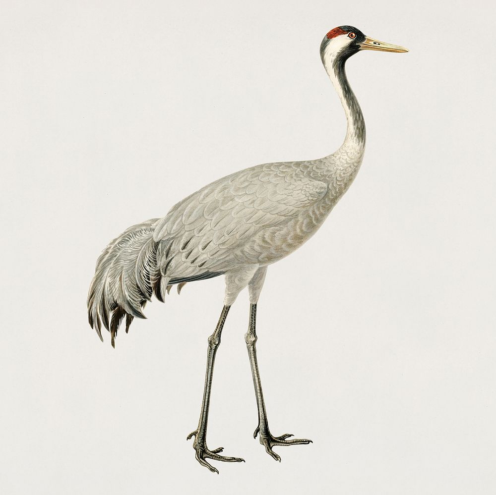 Vintage common crane bird hand drawing